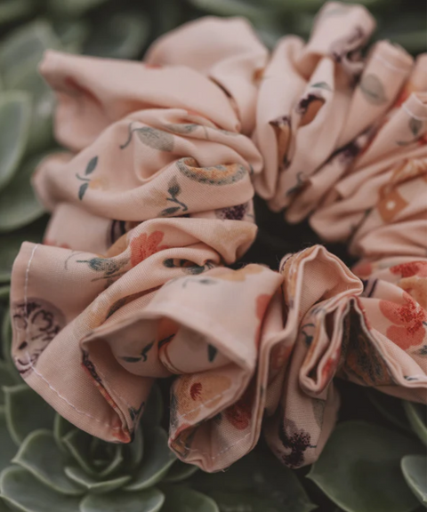 Chouchou | Echeveria