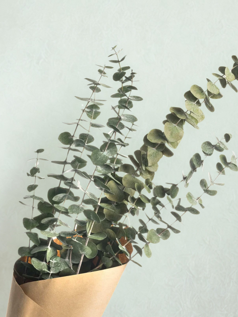 Bouquet d'eucalyptus préservé | Espace local