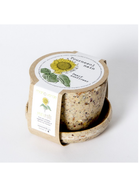 Minipots tournesol nain | Manoverde | Espace local