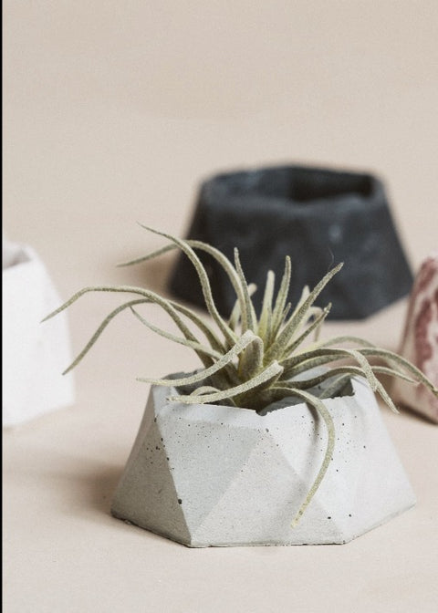 Pot béton rubis | Les Mimipots | Espace local