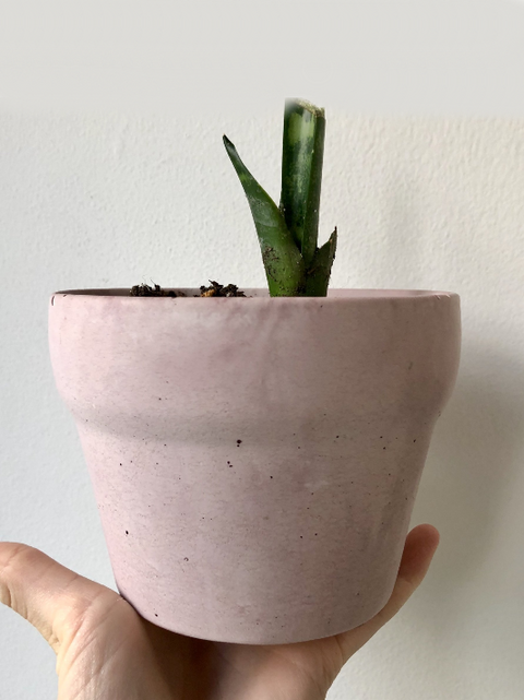 Pot Cornline béton rosé | Cache pot | Les Mimipots | Artisan d'ici | Espace local