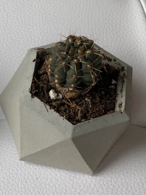 Pots de béton pour plante | Les Mimipots | Terrebonne | Artisan d'ici | Espace local