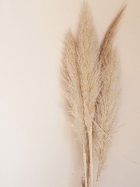 Grand pampas naturel | Studio fleur | Espace local | Fleur expert