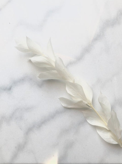 RUSCUS DE JARDIN | Blanc
