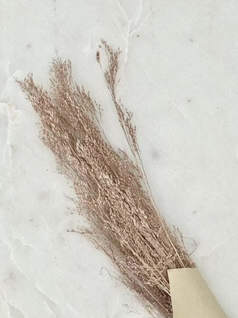 Agrostis | Rose nuage