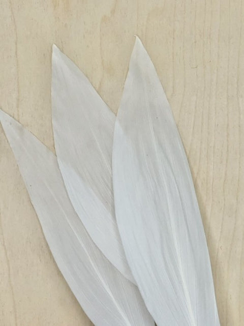 ASPIDISTRA ELATIOR | Blanc