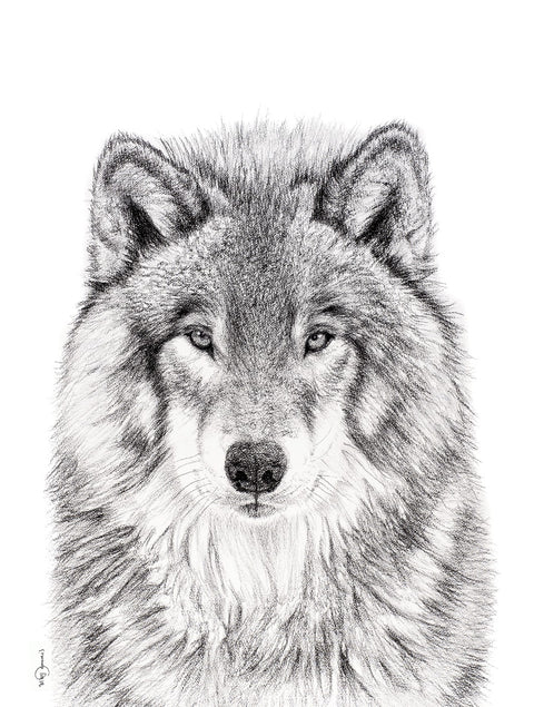 Poster | The wolf