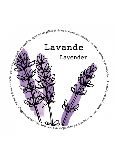 Bambou Minipot Lavande| Manoverde
