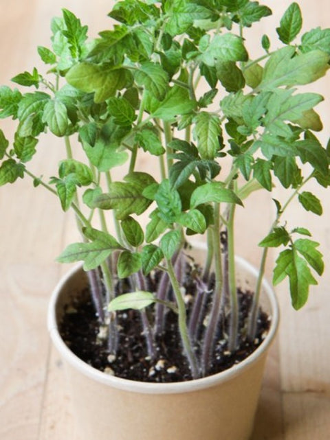 Tomate cerise | Minipot