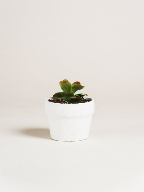 Pot Cornline béton blanc | Cache pot | Les Mimipots | Artisan d'ici | Espace local