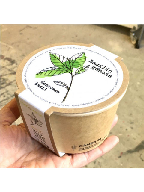 Tomate cerise | Minipot