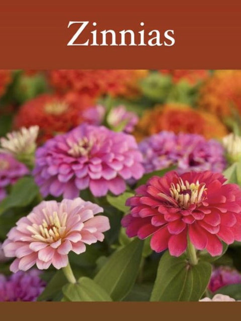 Semence fleurs Zinnias