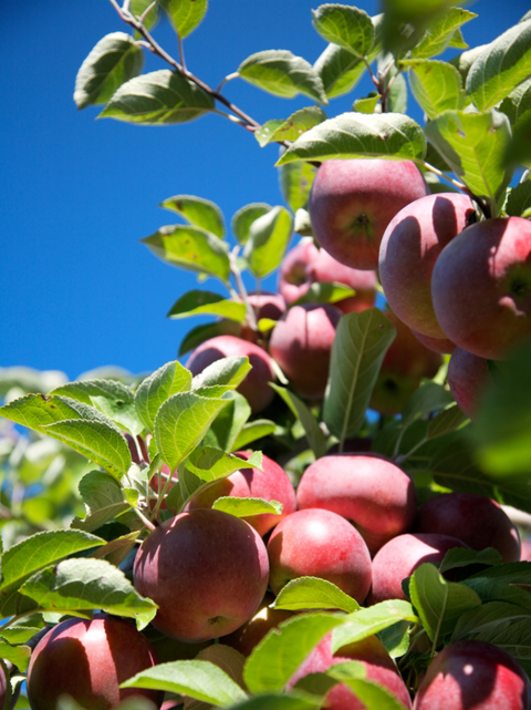 Coffrets Prestige | Vignobles et cidreries