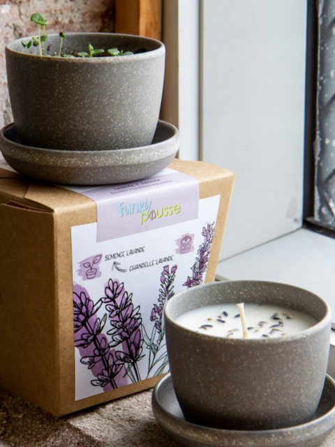 Funky pousse | Lavande