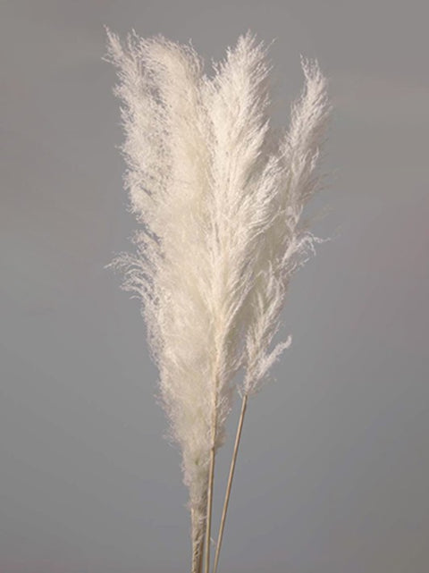 Grand pampas blanc | Fleurs expert | Espace local