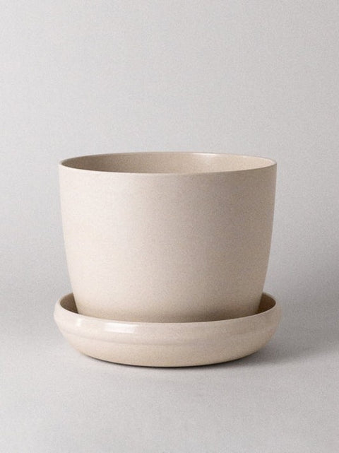 Bambou Minipot Persil plat | Manoverde