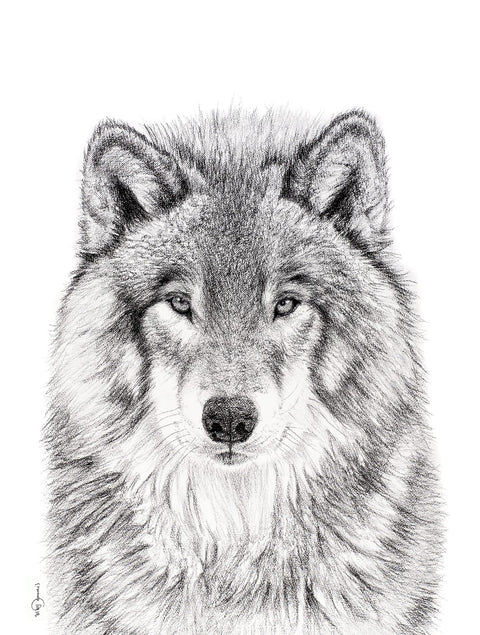 Affiche | Le Loup
