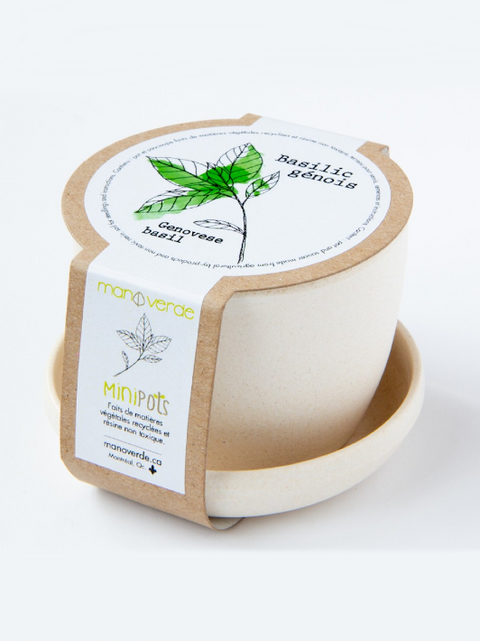 Bambou Minipot Basilic | Manoverde